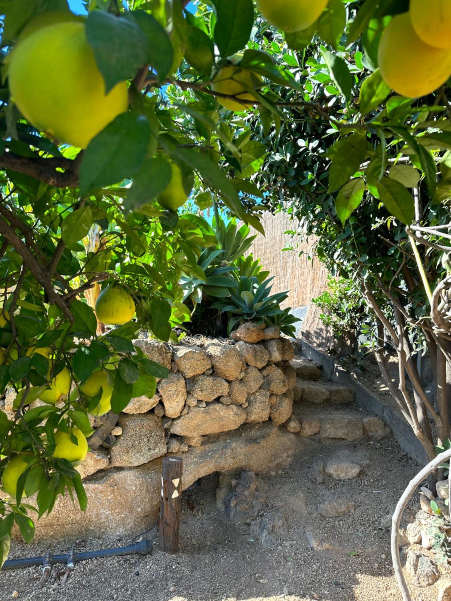 Afrikan Krisant Tenerife, Casa Rural Ecologica Arafo Exterior photo
